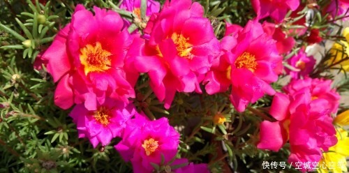 喜欢养护花卉，就在家中春季养护3种花卉，花朵层层叠叠，美极了