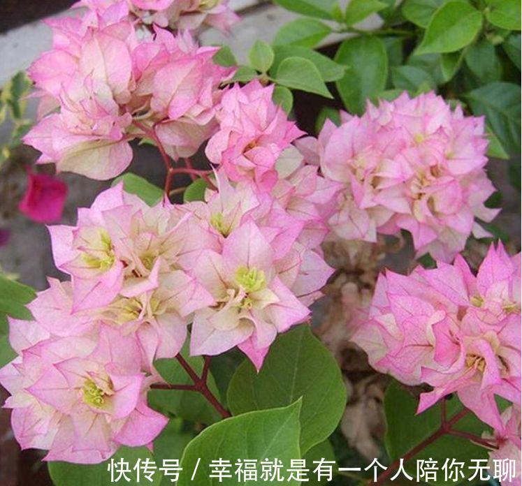 这几款植物养在家里，花期长易打理，一盆千百朵，枝头花苞满