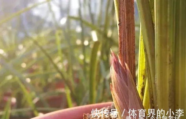 立冬到了，兰花还能淋雨吗？兰友说：这3种兰花千万不要淋雨