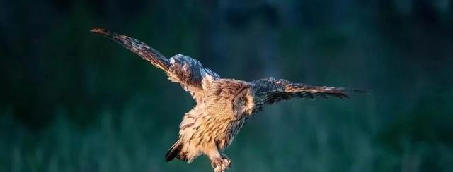 生商|“天命玄鸟,降而生商”中的“玄鸟”其实就是猫头鹰!