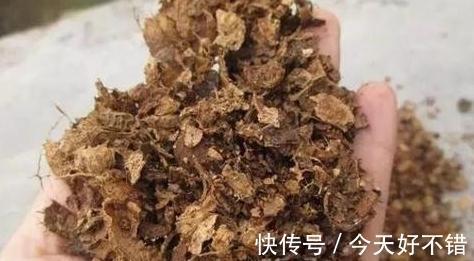2种垃圾扔盆里，既可以保暖，还能补充养分，用过的人都说好