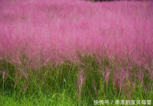 如梦似幻！这片3万平方米的粉黛乱子草花海开了