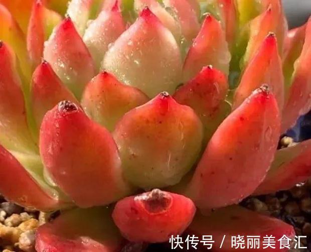 4种多肉便宜又好养,出状态非常漂亮,适合新手小白