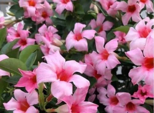 飘香藤|3种花深受花友的喜欢，沾土就能活，开花就爆盆，不易生病好养护