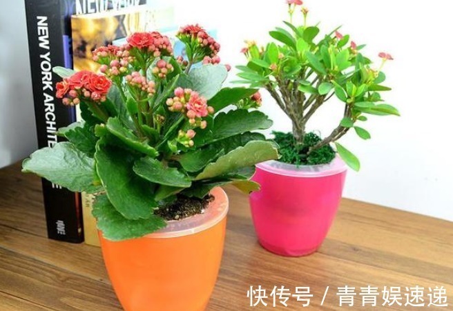 养花不必多,这4种花镇宅又养人,有钱人都在养,尤其最后一种!