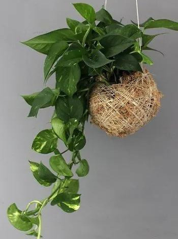 室内绿植种花不用盆，揉一个小球吊起来就让家里美翻