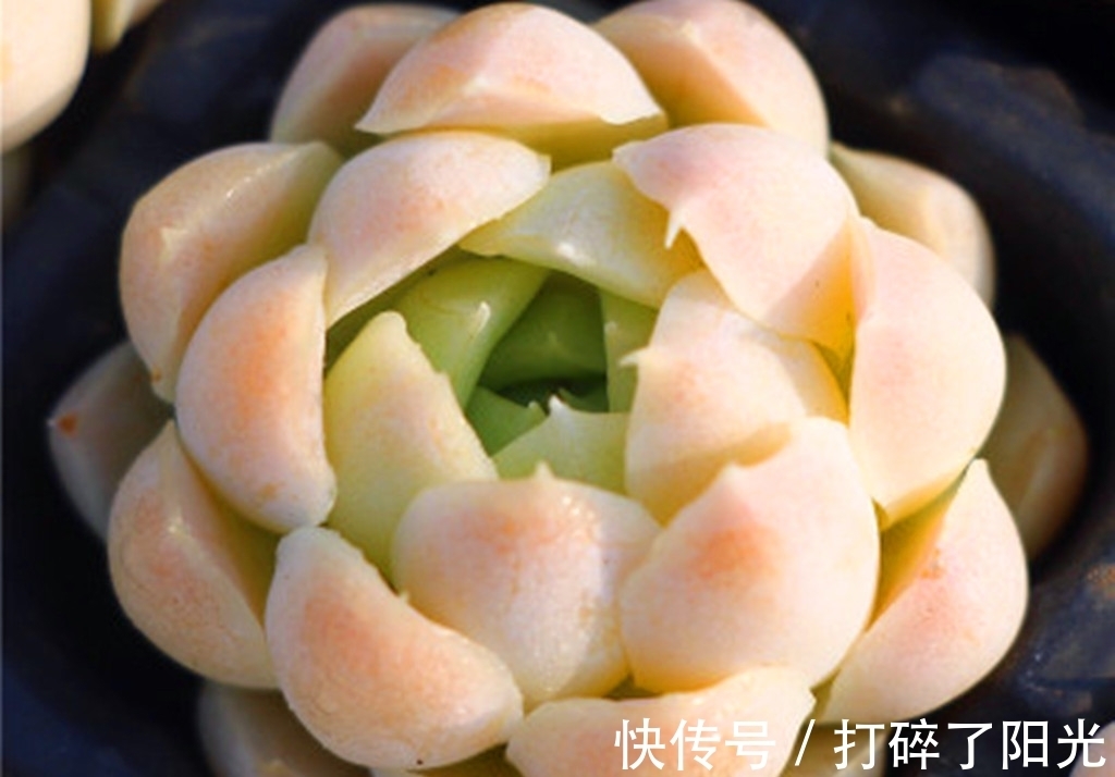 唐印|看到5种多肉,仿佛置身优美景色之中,满目都是美不胜收