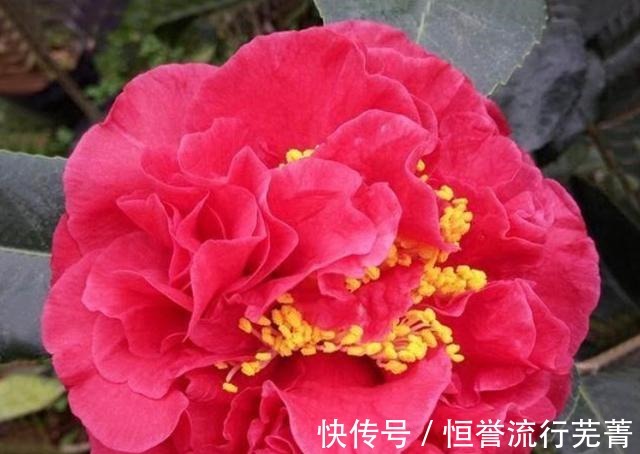 种植|它是“茶花美人”花大香浓、形似牡丹，正值花期，一起来观赏一下！