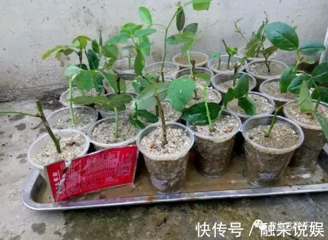 1把沙子撒盆里，土不板结根不烂，叶不黄小飞虫也没了！