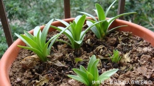 百合花种子这样种准没错 共6步 成活率高 轻松破土发芽 快资讯