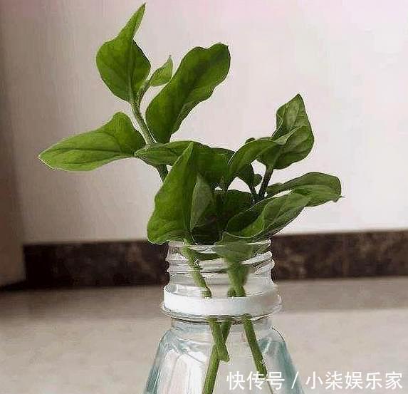 生根|扦插茉莉花,按照“此”方法,用点“这种水”,7天根系长满盆