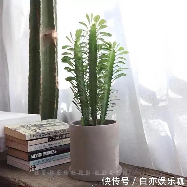 客厅|客厅养花就选这六种,寿命长、寓意好,省心又好养,你家养了几种