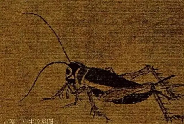 蝈蝈$国画技法图典——草虫篇:蝗虫 蚂蚱 蝈蝈 螽斯 螳螂 蟋蟀