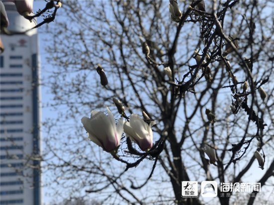 组图丨阳春三月 济宁太白楼的花儿开了