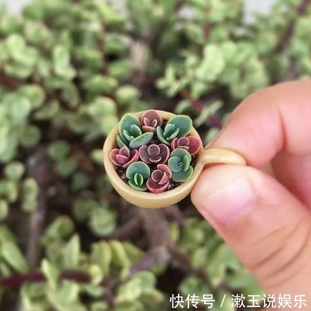 红酒塞|指甲盖大小的多肉你见过吗自己在家就能养出来，可爱到心颤！