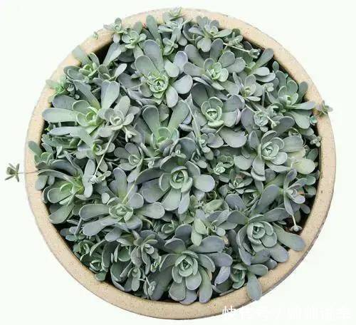 外出1个月没人管,回家发现多肉反而爆了盆,太强悍!