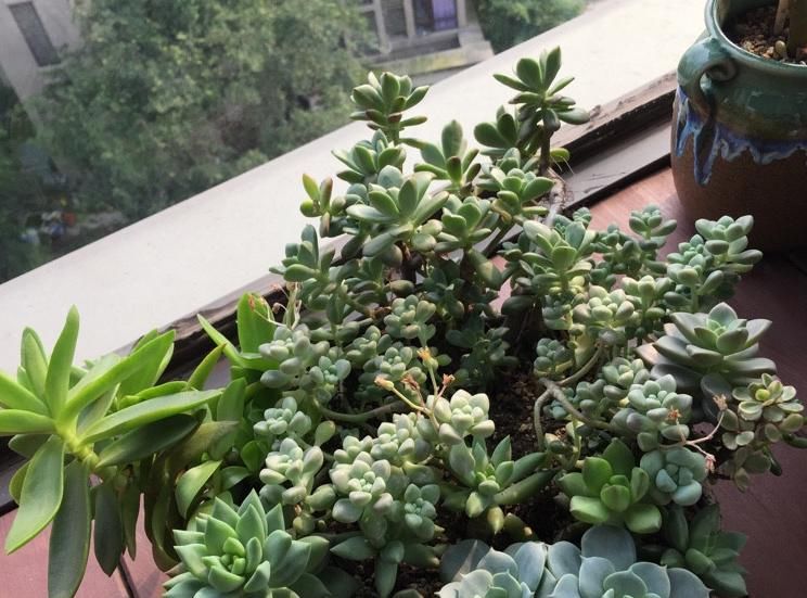 花草枝叶爱泛黄,多半是因为土壤里缺了它,浇点醋水就好