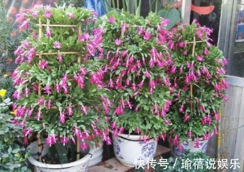 花朵|蟹爪兰叶薄不开花1个“小方法”,叶片肥厚,花朵开满盆!