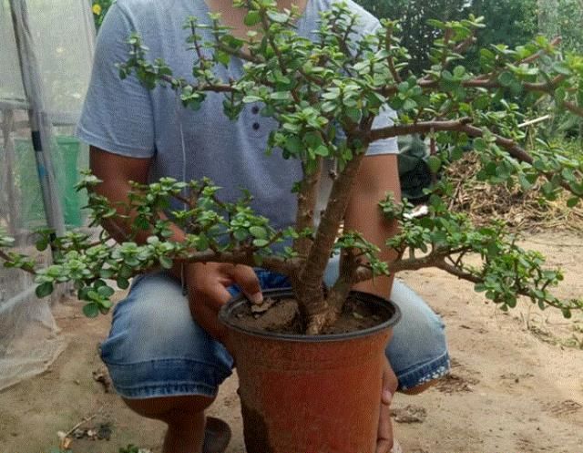 金枝玉叶如何养？平时给予3个条件，枝干变得木质化，3年成老桩