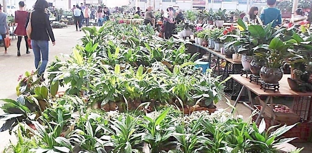 跑断腿买不到的6种盆栽长得特别快，清新空气还驱蚊，最适合夏天