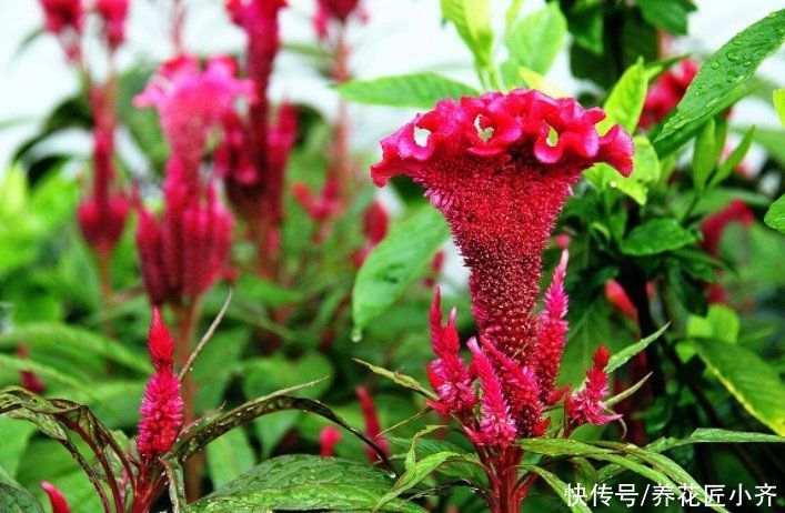 农村小院都爱种5种花，春撒几粒种，基本不需要打理，开花很漂亮