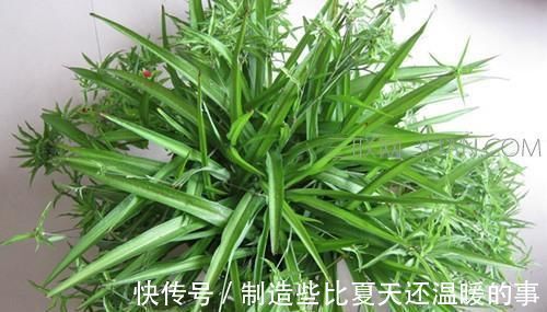 土壤|越来越多的养花人,用“它”来浇花,实用、啥都能养活