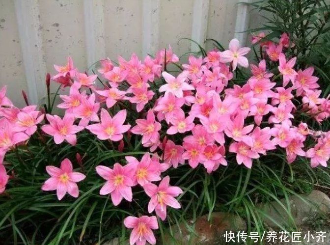 种花|北方花园必养的6种花，花大花多花期长，而且好养又耐寒