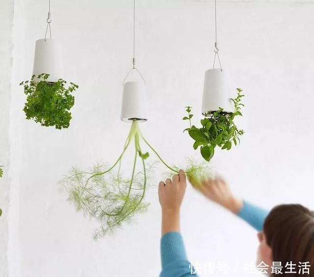 外国人发明的“室内小菜园”,一年四季长爆盆,太神奇了……!