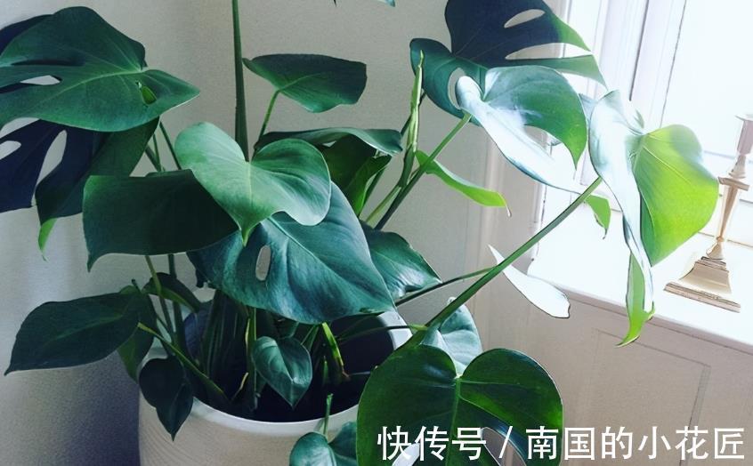 花友|家庭盆栽的龟背竹，看着精神萎靡、瘦瘦小小？有3处做错了