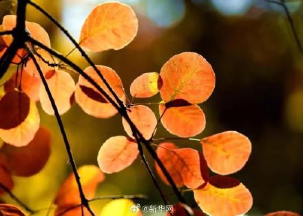 霜降&今日霜降，丹枫如火