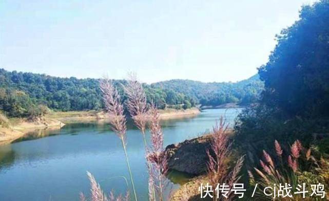 小溪|野生甲鱼价值很高,农村有很多小河流,怎么知道里边有没有甲鱼?