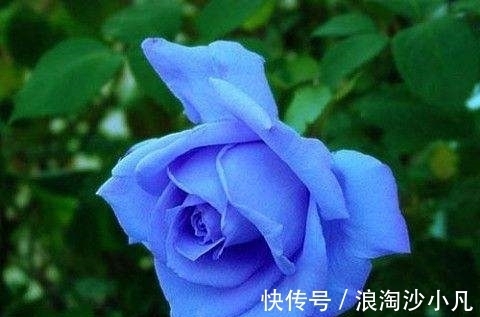 四生肖|9月份，缘分注定，旧爱来临，爱情地老天长的四生肖，幸福一生！