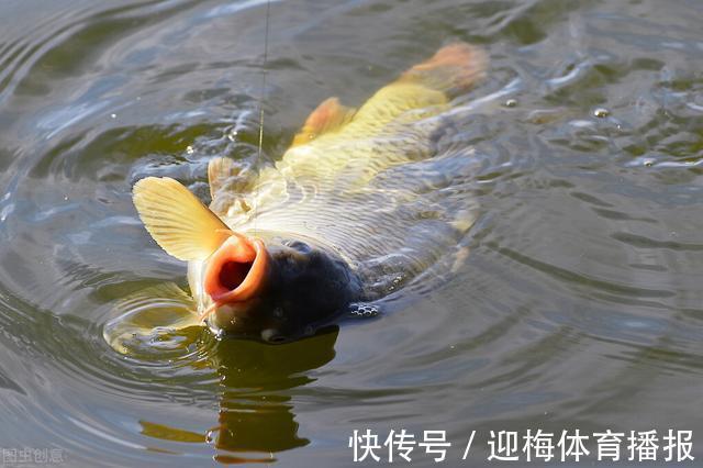 鱼钩|便宜又好用!鲤鱼最爱的2种饵料,赶紧试试吧