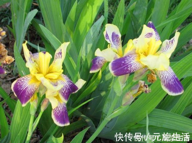 几种花不能在家里养，几块钱一盆，开花特别旺，漂亮还好养，值！