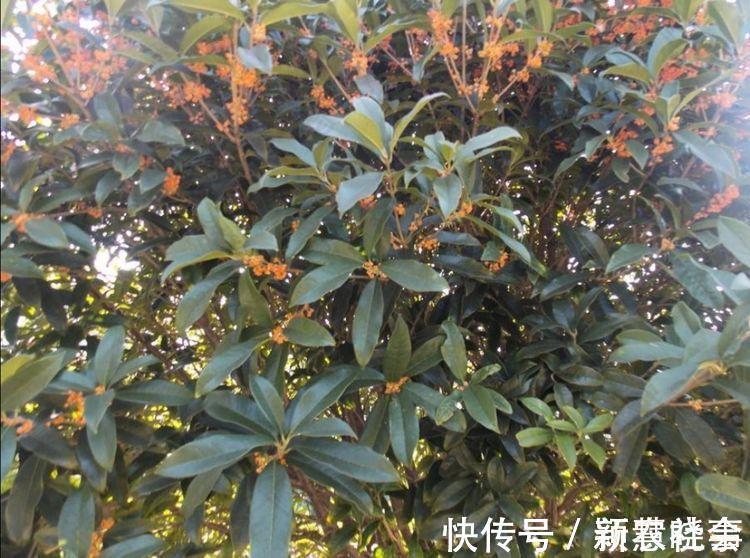 水果|农村院子栽6种树，寓意美好又旺宅，还能吃新鲜水果