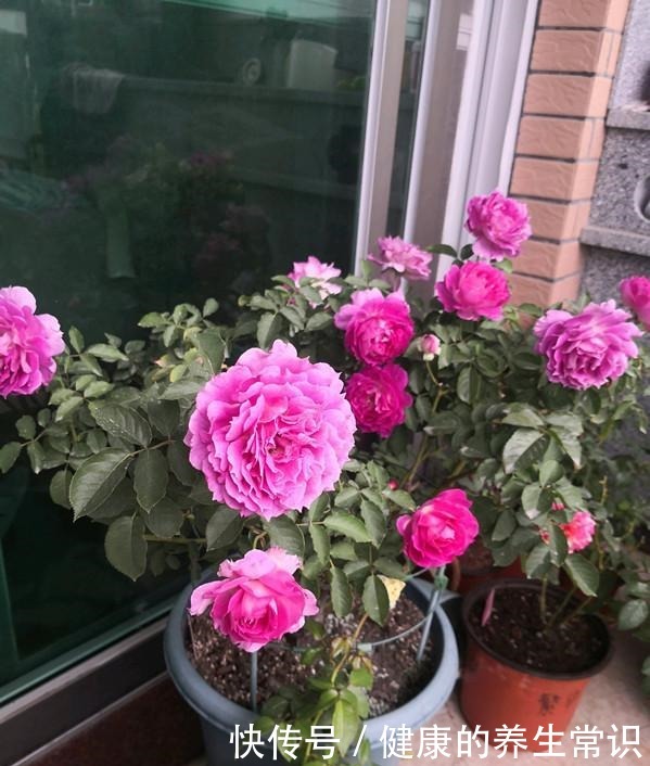 貌可比牡丹，香气胜兰花，四季有花开，这种盆栽花卉，很值得拥有！