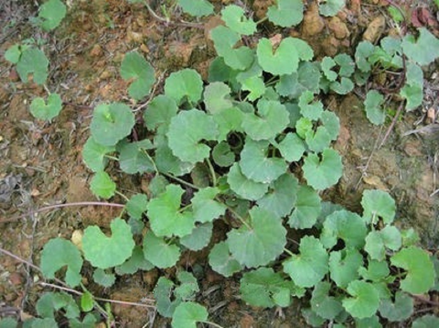 冻疮湿疹|墙角里的“小蒲扇”,虽不起眼是“活血丹”,对冻疮湿疹有疗效