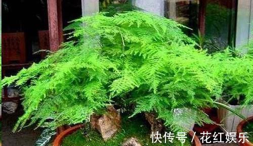 磷长花|想要文竹长的旺，最好施什么肥？知道一点施肥再也不犯难！