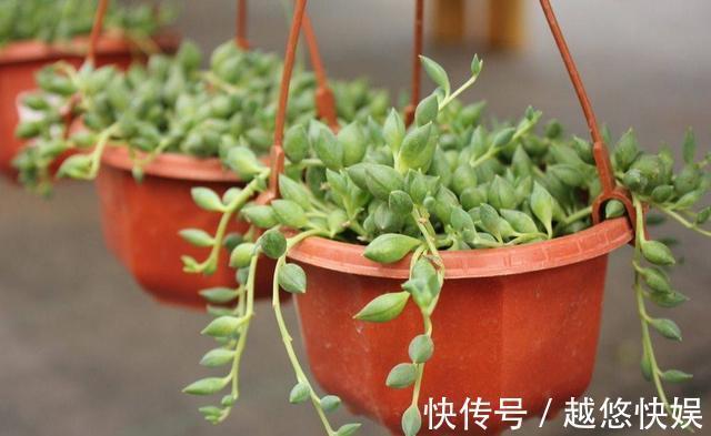 多肉好养却难养爆盆,掌握这几个“技巧”,养爆盆不困难