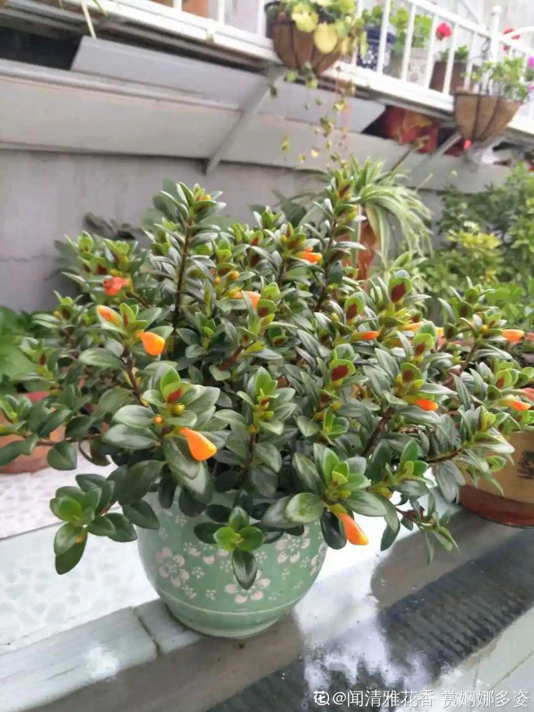 折腾不死的25种花，咋养都爆盆，家里必须养！