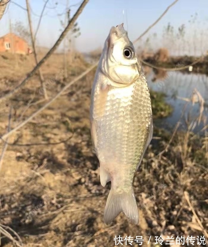 钓鱼正口的预判