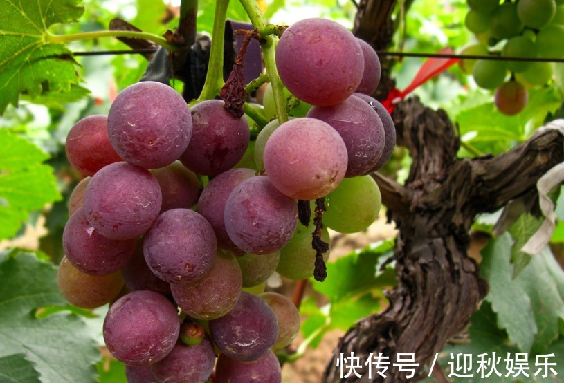 葡萄干|高血压,贫血患者不妨常吃葡萄,还有助于女人改善睡眠,杀菌消炎