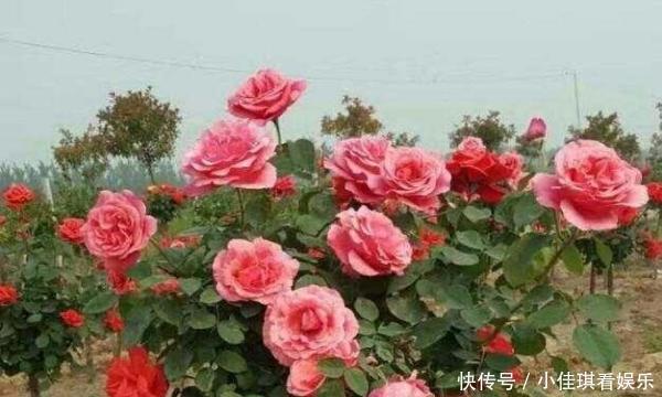 少抽两包烟,也要种此花,一年花开280天,一株开三色,埋土就活