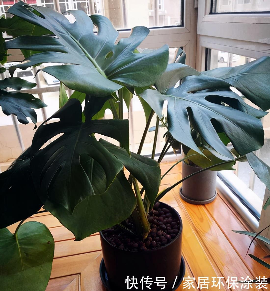 禁忌|鸡蛋壳的使用禁忌,养花要注意,看情况分别对待