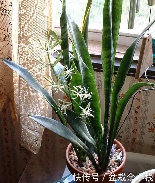 纳米比亚|虎尾兰原来有这么多的学问,以前都白养了