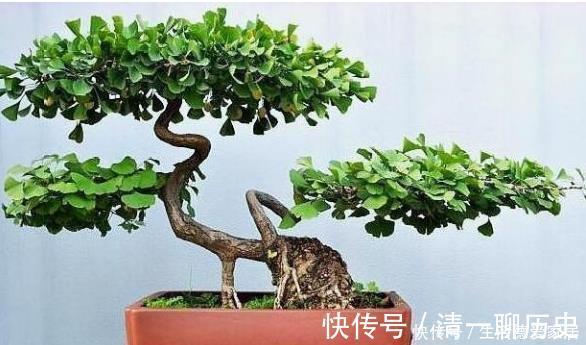 水杉|这些树被称“活化石”，还极好养，1根枝条插土里，浇水就能活