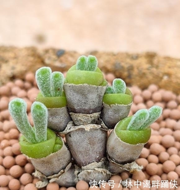 多肉|一入“肉坑”深似海,养多肉不能着急,慢慢养,多肉才不会死
