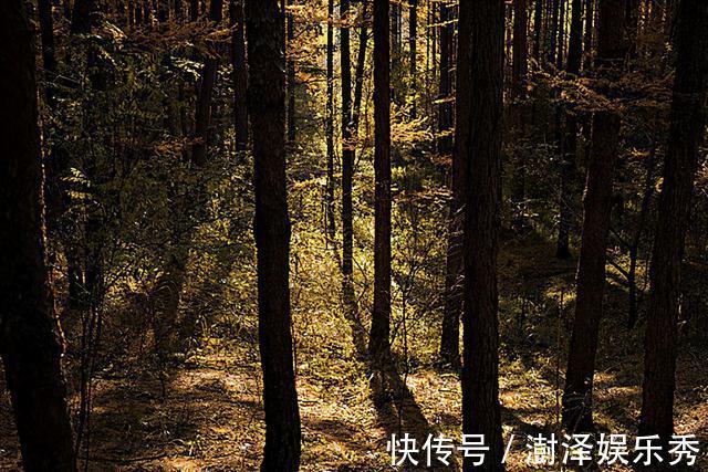 知县|古代奇案:男子在松树林里不明不白死亡,知县水灌古树破奇案