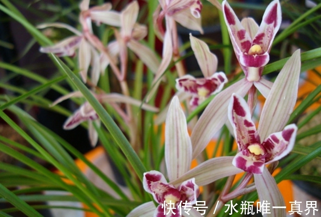 “最洋气”的兰花，花型如玉兔，颜色如彩蝶，罕见稀有，令人惊艳