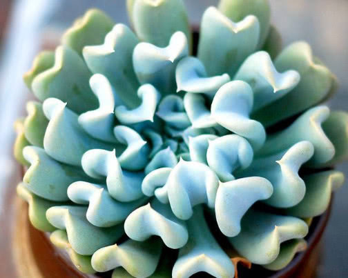 多肉特玉莲怎么养教你3个小妙招，养出最奇特多姿的特玉莲